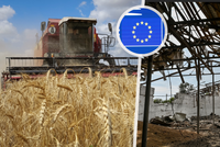 Česko a další země žádají EU, aby našla cestu pro odkup levného obilí z Ukrajiny. Zavedou se i kvóty?