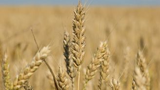 Havel: Dobré zprávy pro spotřebitele. Růst cen některých potravin by se mohl dočasně zastavit Havel: Dobré zprávy pro spotřebitele. Růst cen některých potravin by se mohl dočasně zastavit