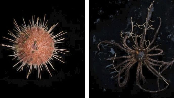 Rozmanitost druhů mořského dna překvapila i samotné biology
