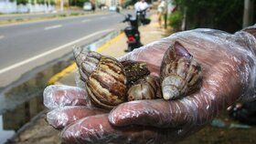 Tenerife trápí invaze oblovek žravých, obřích afrických plžů.