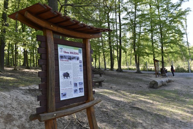 Rodina pohřešovaného Tomáše Pospíšila (15) z Brna společně s dobrovolníky opět prohledává rozsáhlé území obory Holedná.