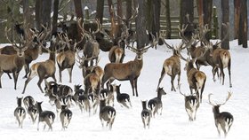 Jeleni, daňci i mufloni čekají všichni pohromadě na denní příděl potravy. Ani v zimě zvěř v Lánech mezi sebou o potravu nebojuje. Nemá proč.