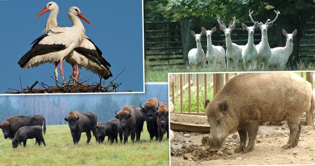 V oborách po celé republice můžete pozorovat zvířata v jejich přirozeném prostředí.
