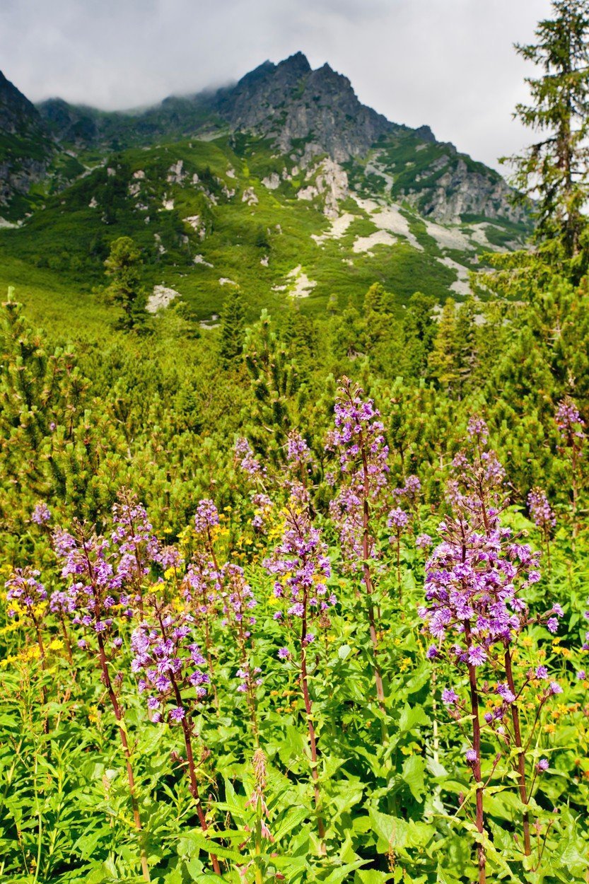 Vysoké Tatry jsou nejvyšším pohořím Slovenska i Polska.