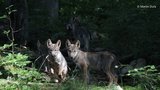 Radost na Moravě: Beskydský vlčí pár má poprvé vlčata, ten v Javornících vyvedl potomky už potřetí   
