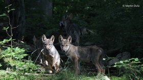 Unikátní záběry. Vlčí pár, který se před několika lety usadil v Beskydech, přivedl letošní jaro na svět poprvé vlčata.