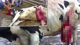 Braňme evropský dobytek, volají ochránci zvířat. Zakažme export z EU 