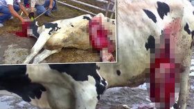 Otřesné týrání zvířat zaznamenali ochránci na video. Je potřeba konat, vzkazují.