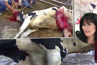 Brutální porody i skalp zaživa: Ochránci rozkryli krutý vývoz dobytka