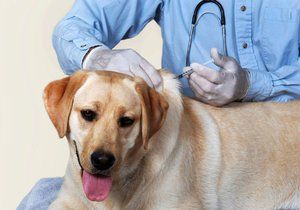 Na Českotěšínsku musíte mít kvůli vzteklině při venčení s sebou průkaz, že je pes očkovaný. Ilustrační foto