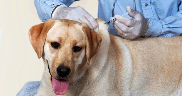 Na Českotěšínsku musíte mít kvůli vzteklině při venčení s sebou průkaz, že je pes očkovaný. Ilustrační foto