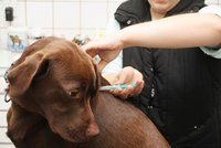 Lidé blázní s očkováním: Kvůli autismu odmítají vakcinovat i psy a kočky