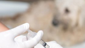 Očkování psů
