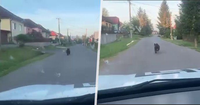Šokující video ze Slovenska: Medvěd se proháněl ulicemi obce, pronásledovalo ho auto