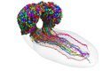 Mapa mozku octomilky