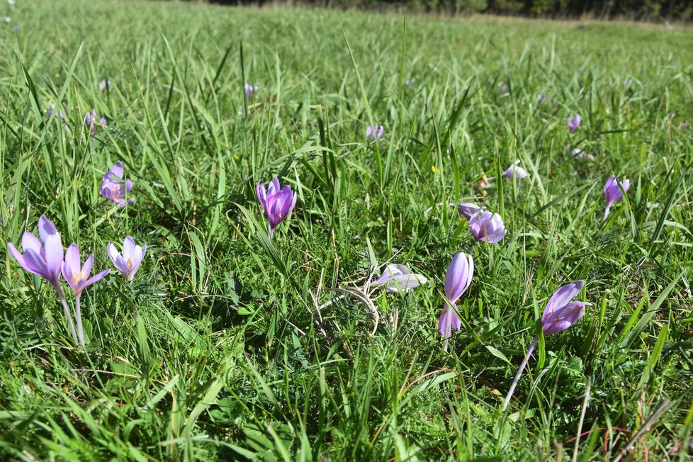 Ocún jesenní na louce pod Vlčí horou u Černošína na Tachovsku.