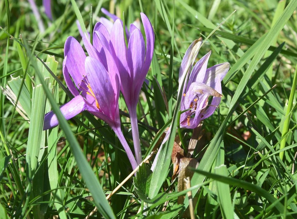 Ocún jesenní na louce pod Vlčí horou u Černošína na Tachovsku.