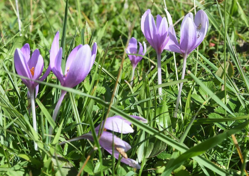 Ocún jesenní na louce pod Vlčí horou u Černošína na Tachovsku.