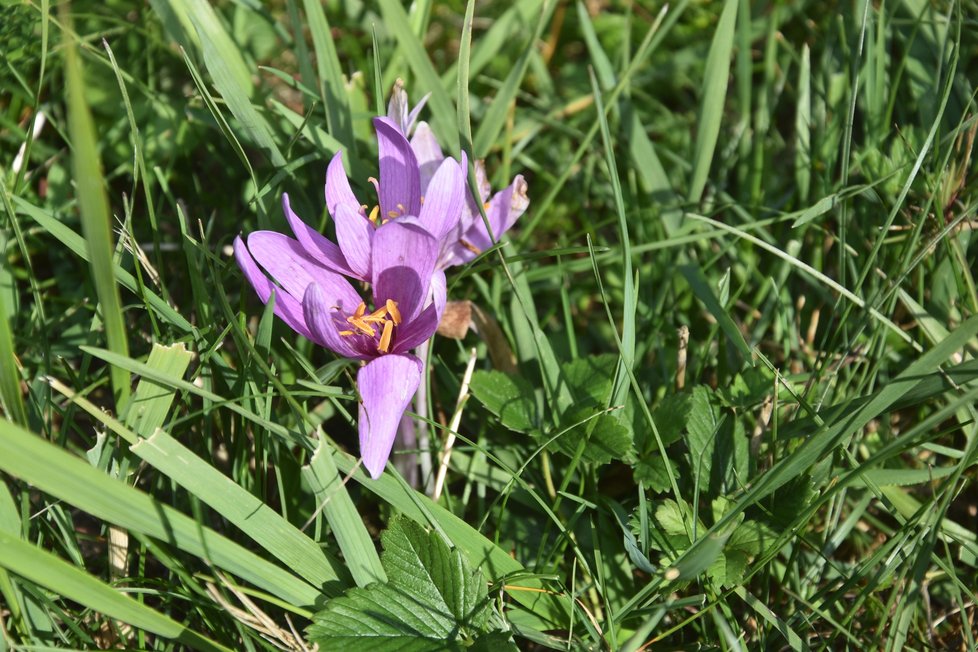 Ocún jesenní na louce pod Vlčí horou u Černošína na Tachovsku.