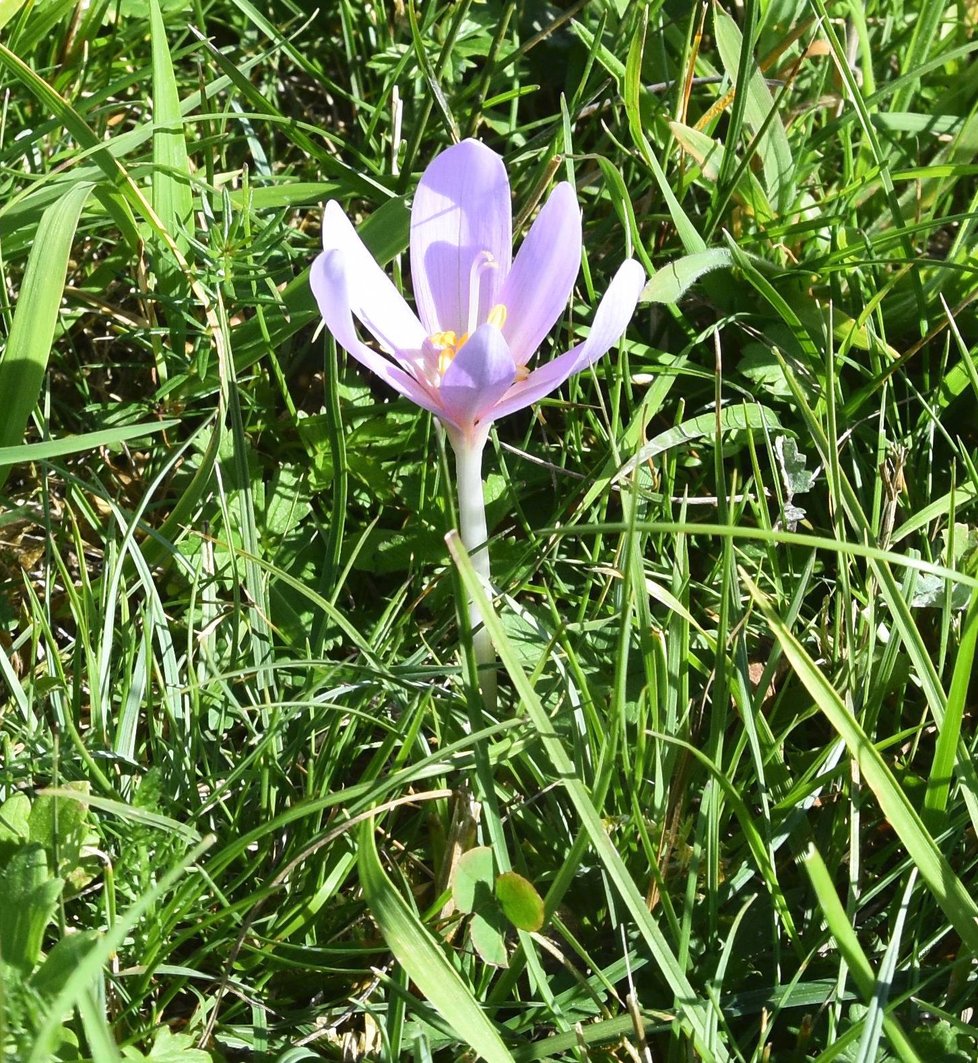 Ocún jesenní na louce pod Vlčí horou u Černošína na Tachovsku.