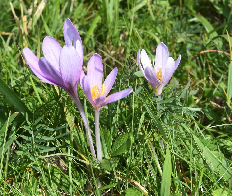 Ocún jesenní na louce pod Vlčí horou u Černošína na Tachovsku.