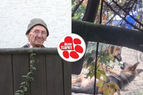 Obrázek: Tři psy mu odebrali, čtvrtého našli mrtvého! Stíhaný muž si přesto pořídil další