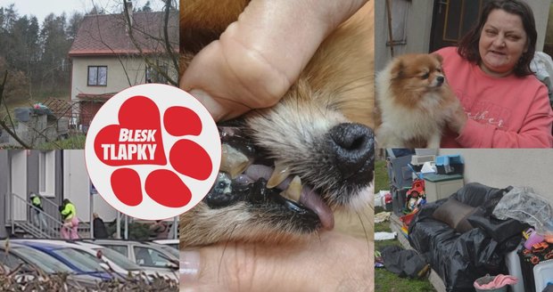 Manželé koupili nemocného psa za 13 tisíc. Naletěli množitelce, potvrdili veterináři