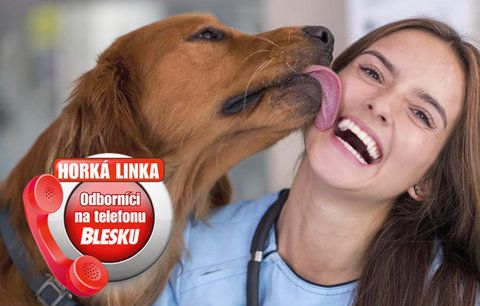 Až 58 % Čechů má doma zvířecího mazlíčka! Jak si vybrat psa z útulku? Jak předělat domácího tyrana? Poradí odborníci na Horké lince