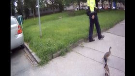 Brno není žádný holubník! Strážníci s příhodnými jmény naháněli po městě kachny