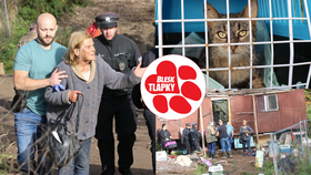 Dramatický odběr koček v Chýnově: Zvířata jedou na veterinu, majitelka skončila v rukou lékařů