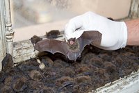 Invaze netopýrů v Plzni! Záchranáři u lidí lovili na 700 "létajících myší"