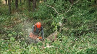 Nekácíme pralesy, budou muset reportovat české firmy Nekácíme pralesy, budou muset reportovat české firmy