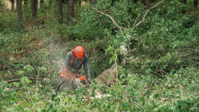 Odlesňování Odlesňování