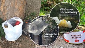 Odpadkouškovití v českých lesích: umí i létat
