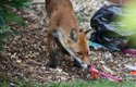 Lišky využívají lidské odpadky už od pravěku