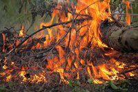 Bavorský ministr zemědělství varoval před nebezpečím požárů: Teď zapálil les!
