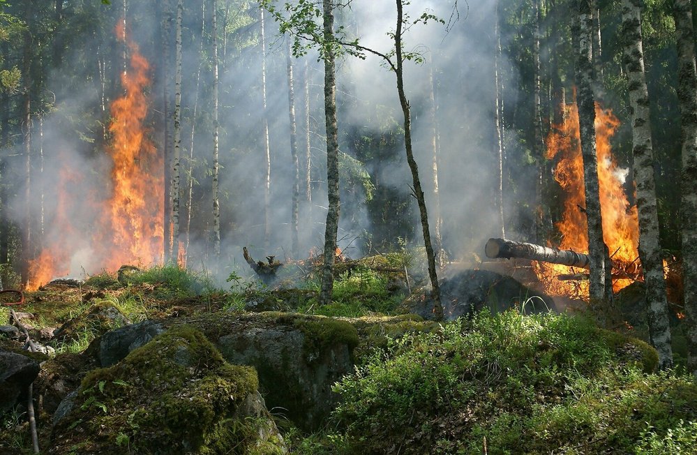 Oheň dokáže nadělat v lese pěknou paseku