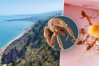 Nebezpečný hmyz ze Sicílie hrozbou pro ČR: Ohniví mravenci dokáží usmrtit tele!