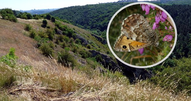 Okáčům na stopě: Vědci z ČZU mapují kriticky ohrožené motýly, pomoci můžete i vy