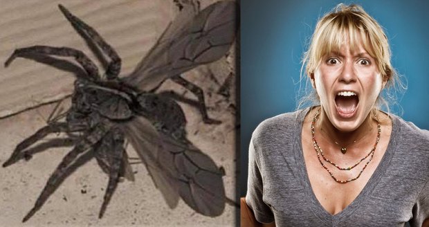Lidé šílí strachy! Vědci prý objevili okřídlené pavouky!