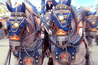 Smrtelný pád na Oktoberfestu: Seniorka (†99) chtěla pohladit koně