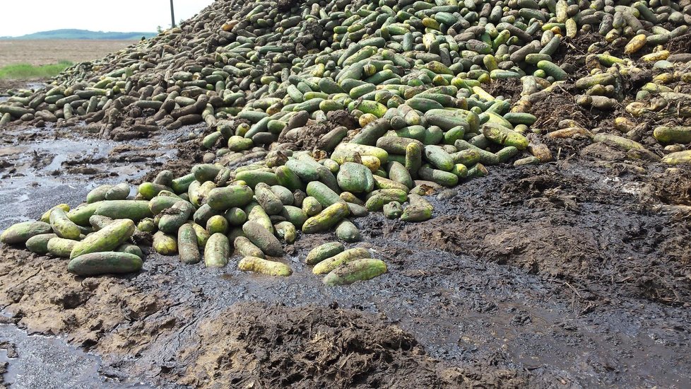 Takhle se plýtvá jídlem v Česku: Tuny okurek skončily na hnoji - prý byly moc velké