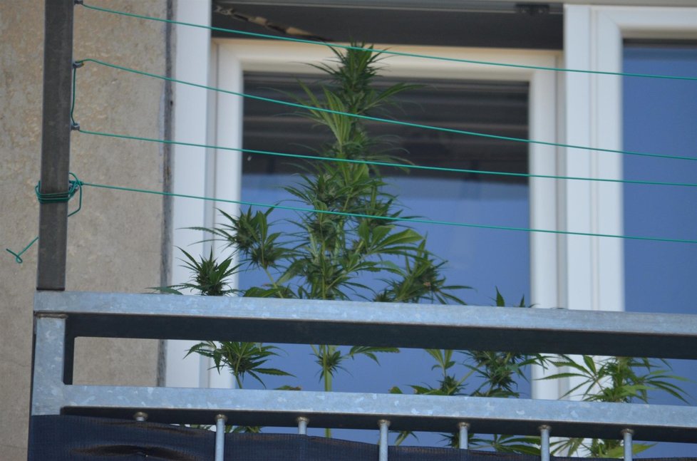 Na balkoně někdo pěstuje marihuanu.