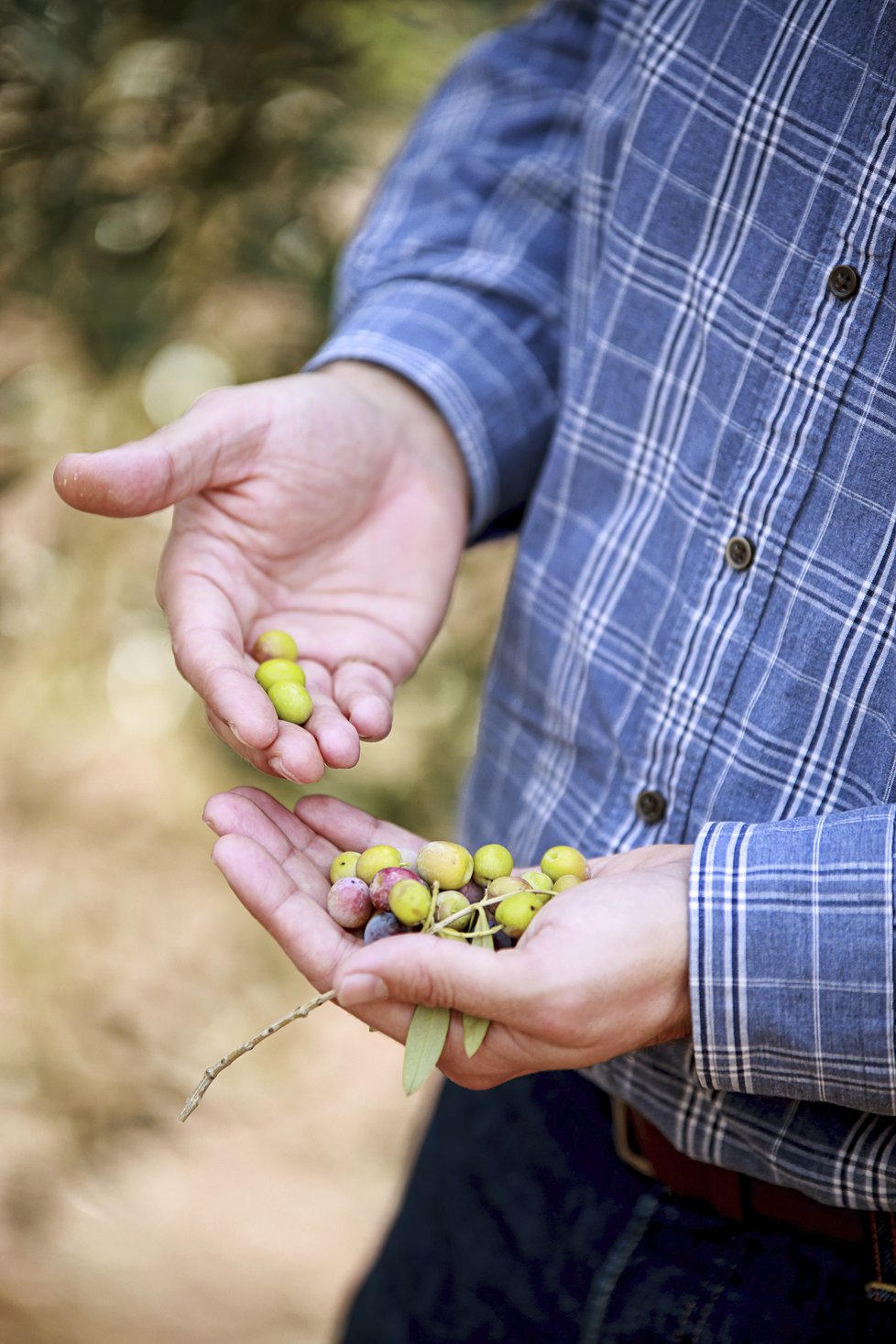 Olivový háj Lozano Červenka se nachází ve španělské Andalusii, rodinná farma vyrábí spoustu produktů.