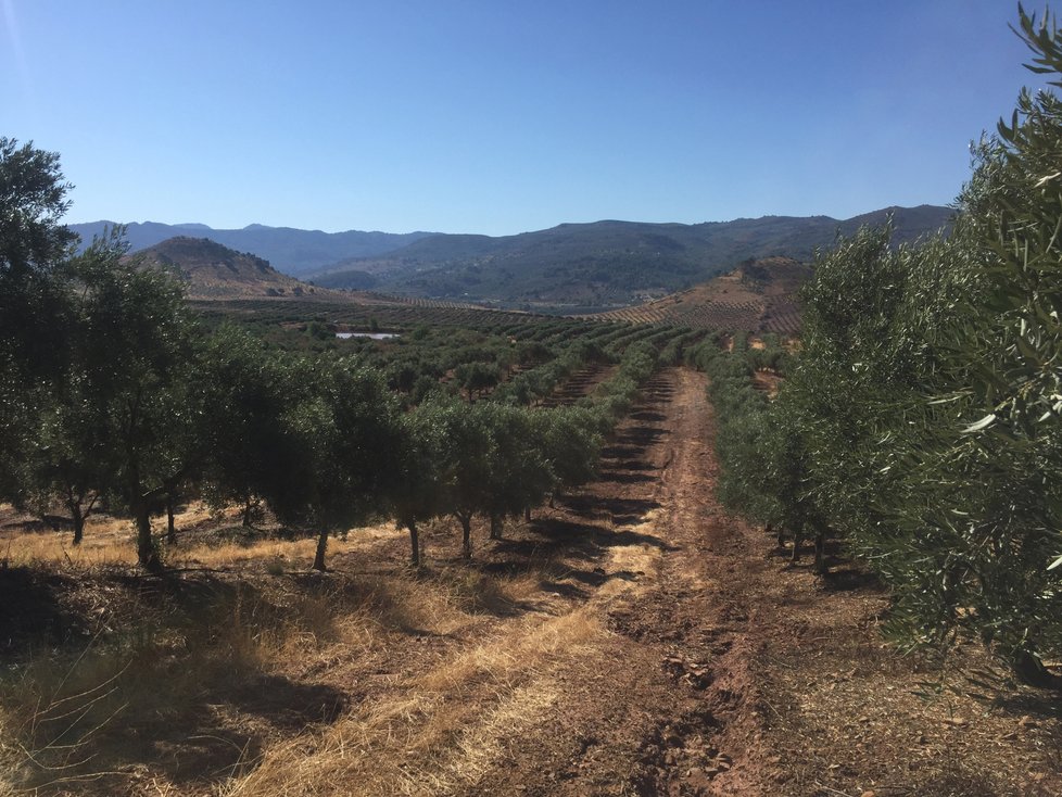 Olivový háj Lozano Červenka se nachází ve španělské Andalusii, rodinná farma vyrábí spoustu produktů.