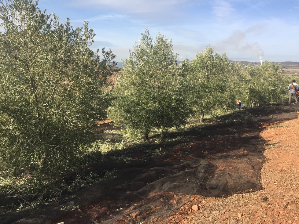 Olivový háj Lozano Červenka se nachází ve španělské Andalusii, rodinná farma vyrábí spoustu produktů.