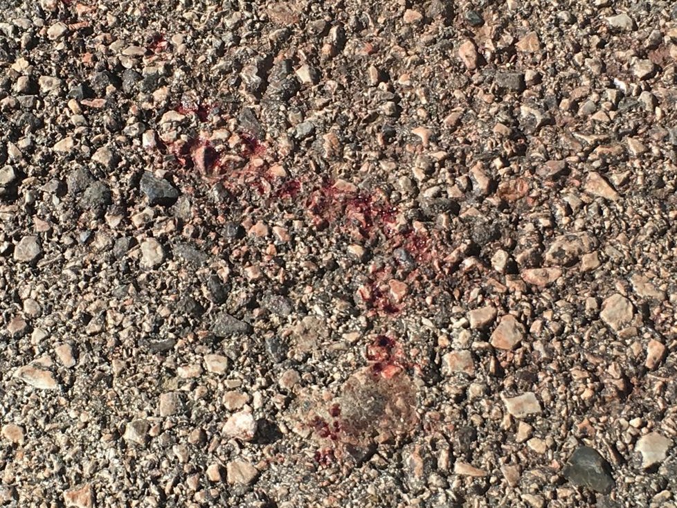 Krvavá stopa na chodníku.