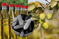 Olivový olej v ohrožení: Zmizí z obchodů? Stromy zabíjí zákeřná bakterie