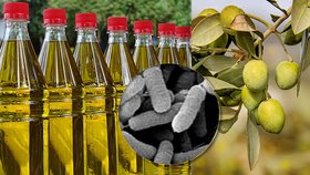 Olivovníky ohrožuje zákeřná bakterie, už nyní jde produkce dolů. A hrozí to více rostlinám.