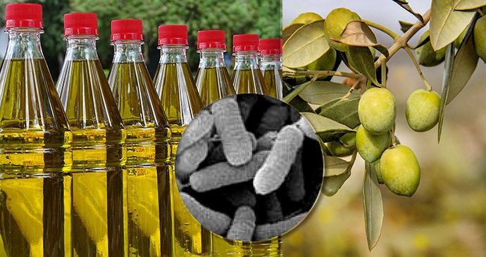 Olivovníky ohrožuje zákeřná bakterie, už nyní jde produkce dolů. A hrozí to více rostlinám.